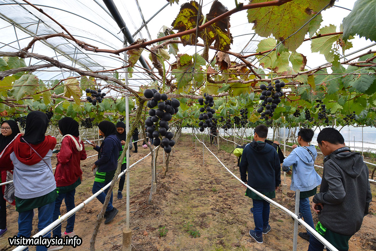 KC Kwang & Sons Grape Farm