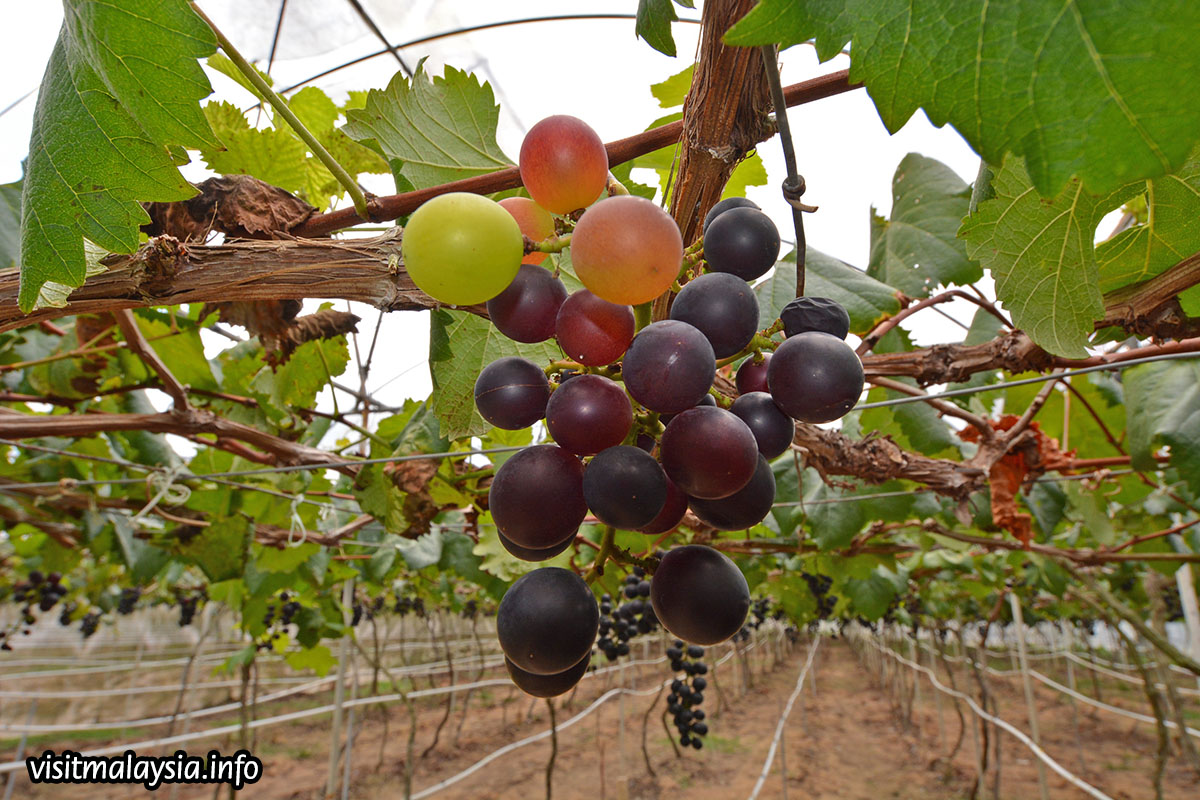 Kwang & Sons’ Grapes & Tomato Farms / Cameron Highland Taxi Service 1