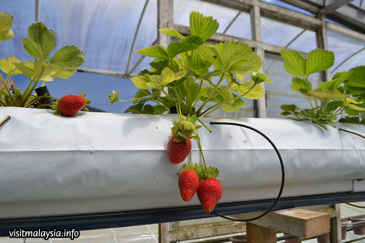 Strawberry Farms